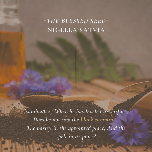 The Blessed Seed (Black seed)